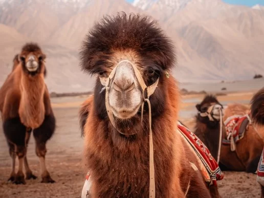 Close-up shaggy Bactrian camels saddled halters snowy peak Ladakh mountains backdrop Hunder Nubra Valley double hump camel safari tour package Diskit Leh perfect cold desert wildlife adventure. 