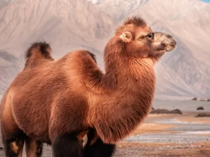Profile view shaggy Bactrian camel sunset glow snowy Ladakh mountains Hunder Nubra Valley double hump camel safari tour package Diskit Leh perfect cold desert wildlife photography adventure.