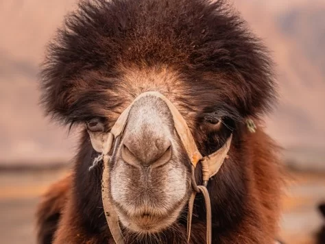Close-up detailed Bactrian camel face halter fluffy dark fur warm sunset glow Hunder Nubra Valley Ladakh double hump camel safari tour package Diskit Leh perfect cold desert wildlife closeup adventure. 