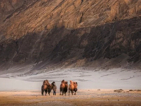 Bactrian camels with handler golden hour towering rugged mountains sand dunes Hunder Nubra Valley Ladakh camel safari tour package Diskit Leh perfect cold desert trekking adventure.