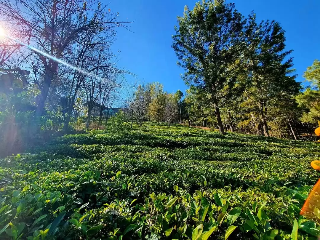 Kausani Tea Estate sunlit terraced green tea bushes pine trees leafless autumn trees distant building blue sky rays, perfect plantation sunrise walk, Uttarakhand tour packages.