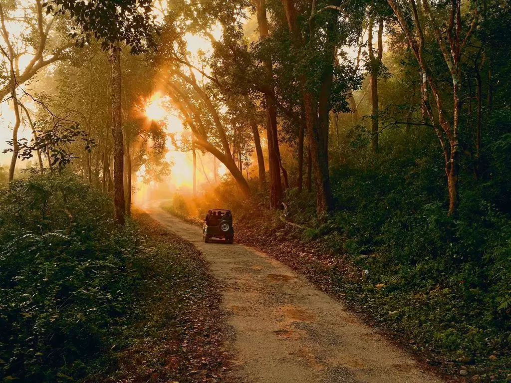 Jim Corbett National Park jeep safari golden sunrise forest canopy, black vehicle gravel path sun rays sal trees foliage mist, perfect Uttarakhand tour packages.