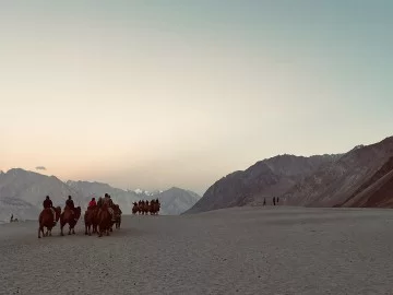 Bactrian double-hump camel safari caravan trekking golden sand dunes dramatic Zanskar Karakoram mountains sunset glow Hunder Nubra Valley Ladakh, perfect Diskit Leh cold desert adventure tour.