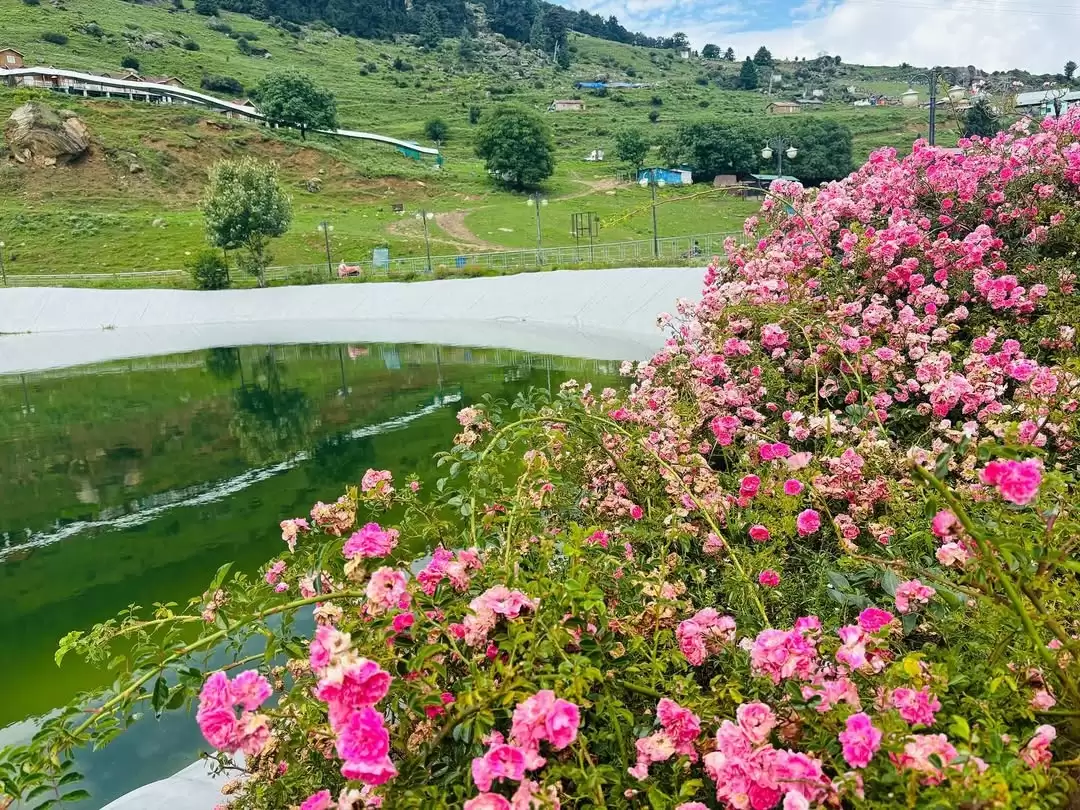 Auli Artificial Lake Uttarakhand during blooming season, featuring green water pink rose bushes foreground meadows cable car hills backdrop, perfect adventure experience Uttarakhand tour packages.