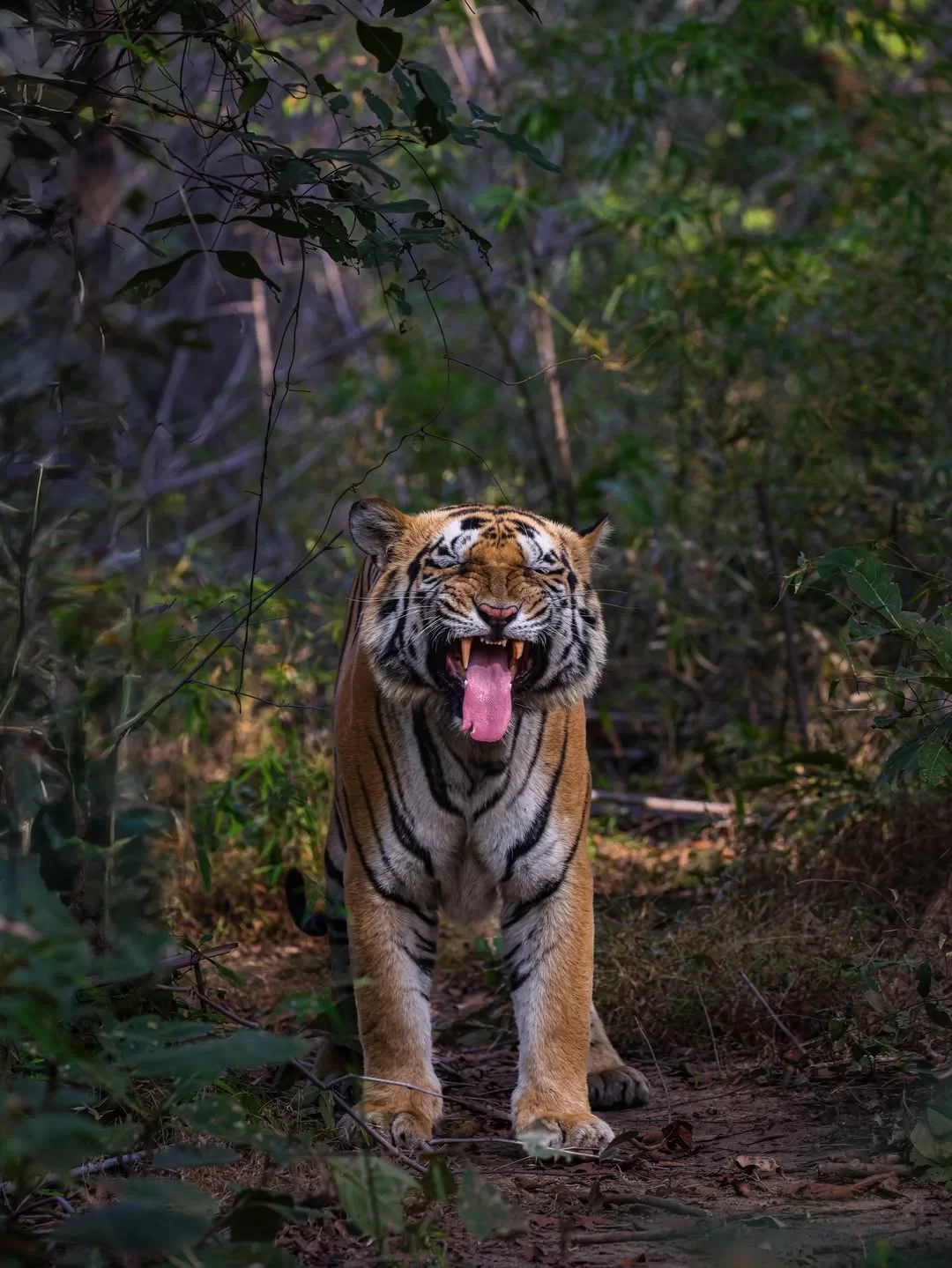 Majestic Bengal tiger walking along a forest trail in Jim Corbett National Park, Uttarakhand, showcasing thrilling wildlife safari experiences included in Uttarakhand tour packages.