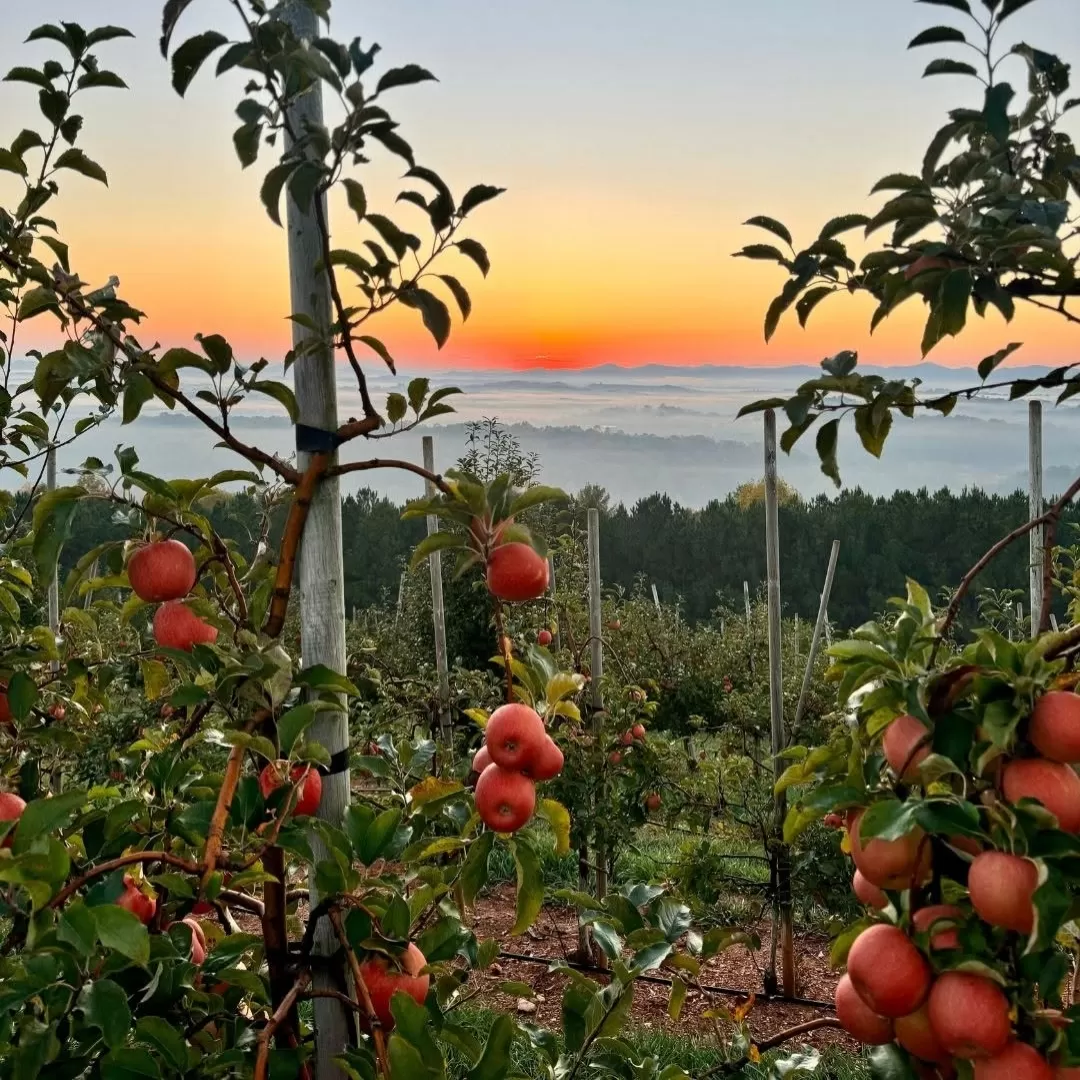 Apple Orchard Lachung Sikkim scenic Himalayan apple farm with mountain sunrise view