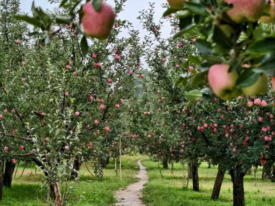 Apple Orchards Pahalgam lush apple gardens with fruit-laden trees and scenic walking paths in Kashmir Valley