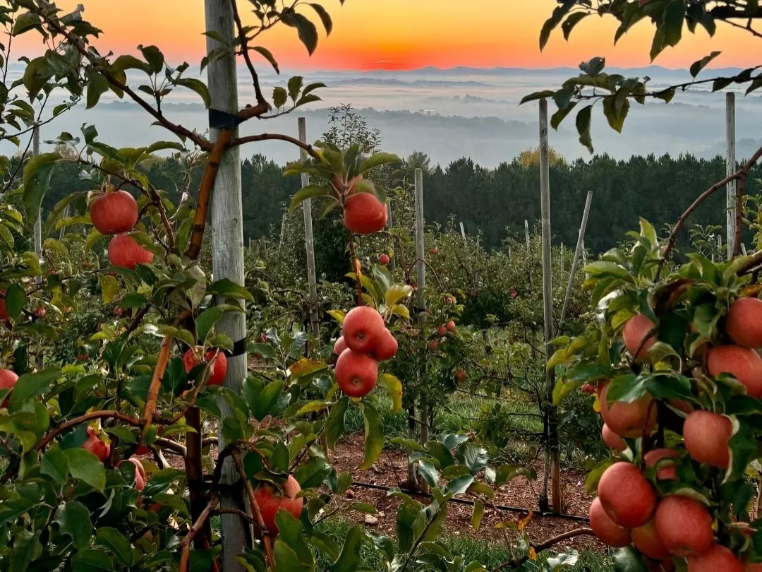 Apple Orchards Bomdila scenic apple orchards surrounded by lush green hills and beautiful sunrise views in Arunachal Pradesh Package.