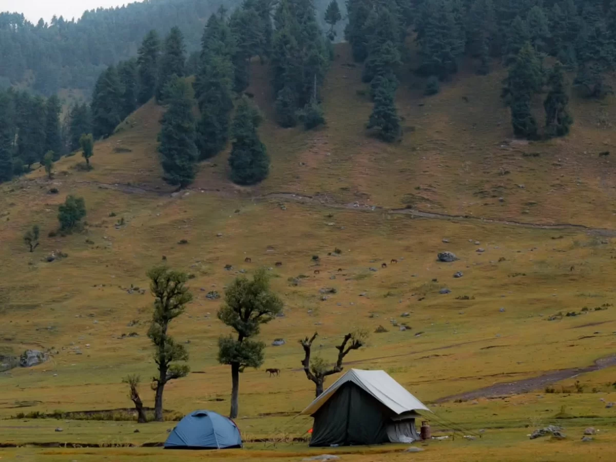 Aru Valley Pahalgam Kashmir camping tents alpine meadows pine mountains, blue tent green canvas shepherd hut foggy trails, perfect Jammu Kashmir Lidder Valley trek camp package.