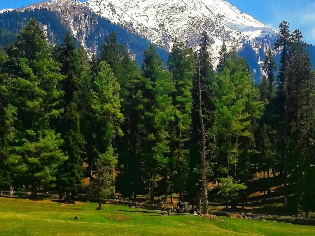 Baisaran Valley Pahalgam scenic meadow surrounded by pine forests and snow-capped Himalayan mountains in Kashmir