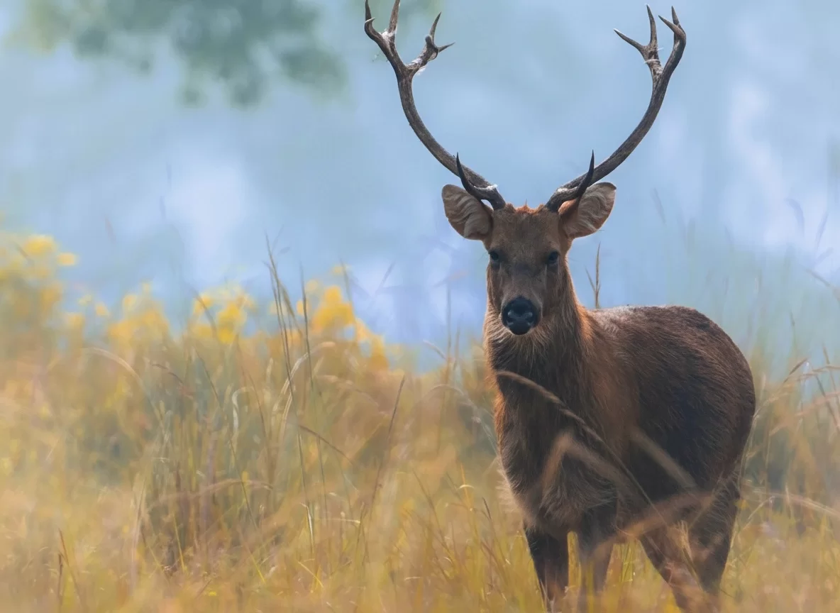 Bandhavgarh National Park sambar deer with impressive antlers amid misty grasslands, ideal wildlife safari experience with Madhya Pradesh tour packages.