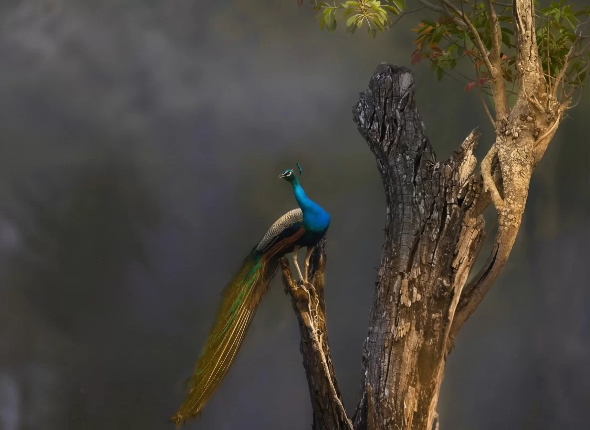 Bandhavgarh National Park Indian peafowl perched on dead tree trunk under soft dawn light, perfect wildlife heritage experience with Madhya Pradesh tour packages.