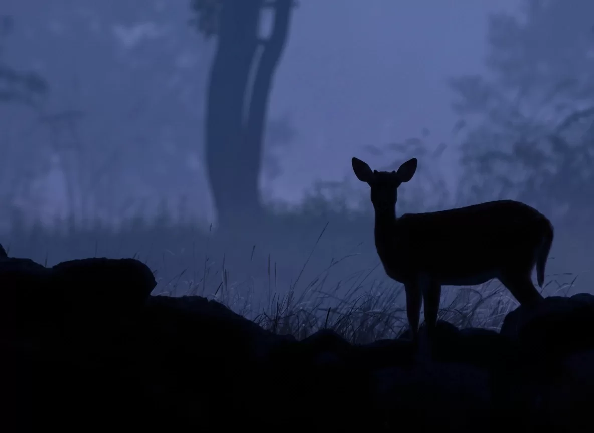 Bandhavgarh National Park chital spotted deer silhouette in misty dawn forest, perfect wildlife heritage experience with Madhya Pradesh tour packages.