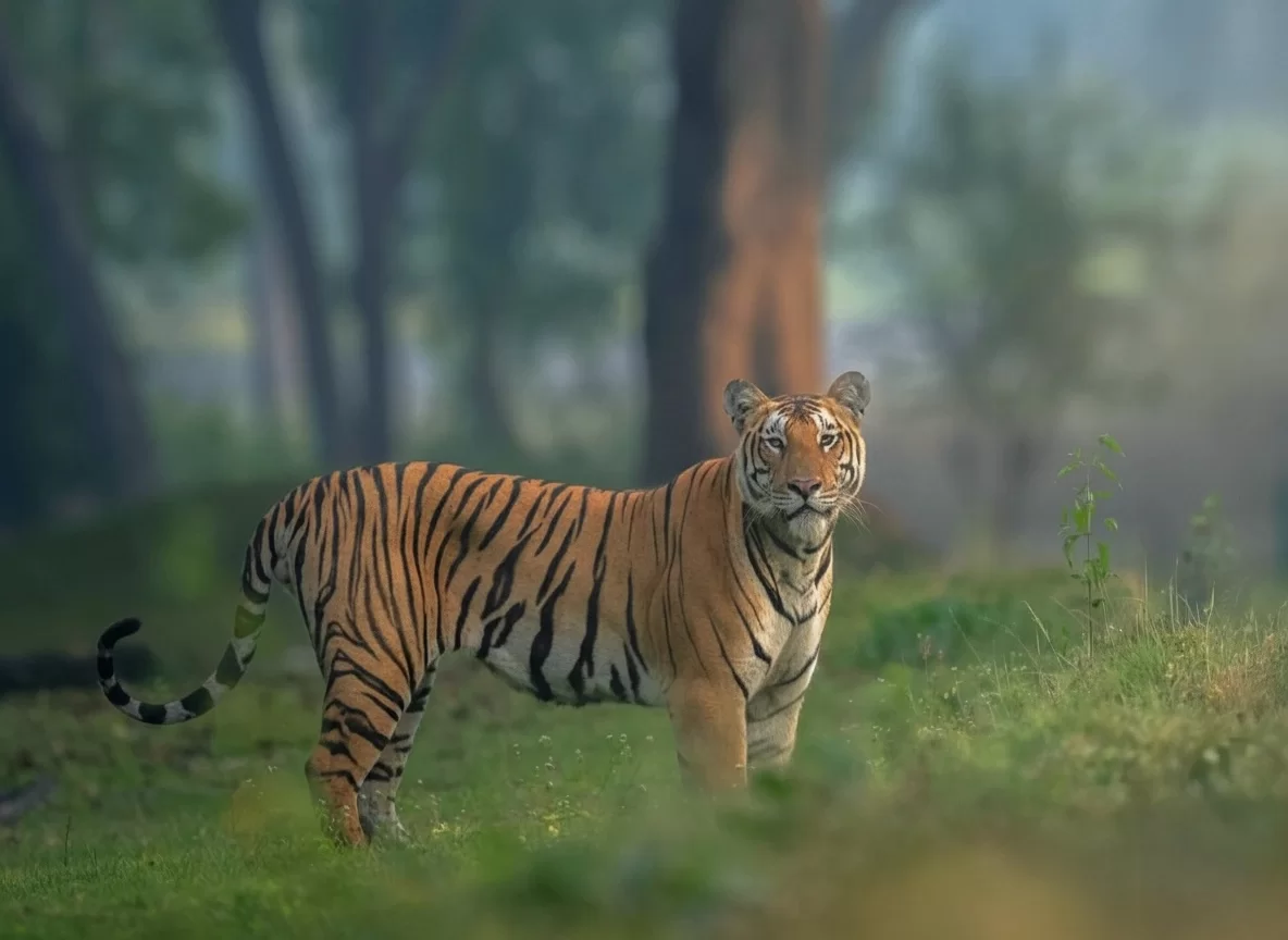 Bandhavgarh National Park tiger standing majestically in misty forest under soft morning light, perfect wildlife heritage experience with Madhya Pradesh tiger safari tour packages.