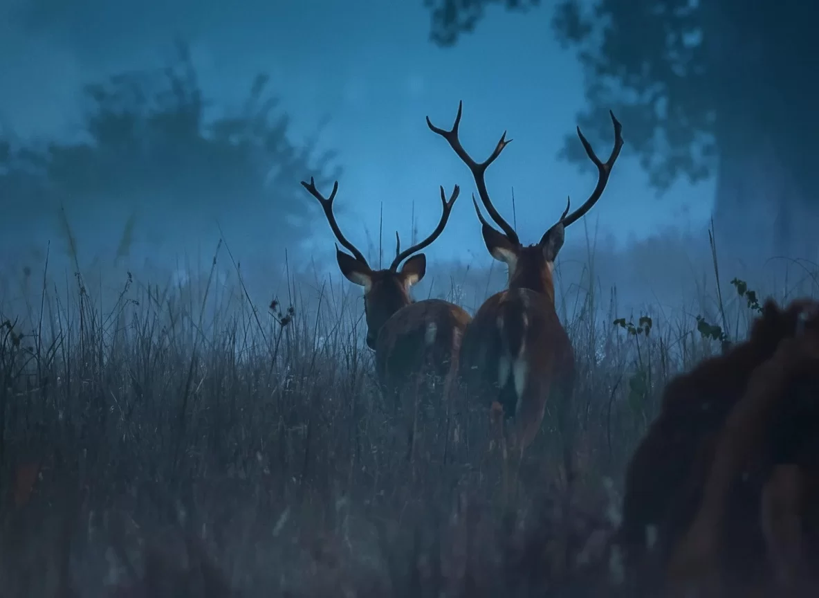 Bandhavgarh National Park pair of barking deer with prominent antlers in misty blue twilight grassland, magical wildlife sighting perfect for Madhya Pradesh tour packages.