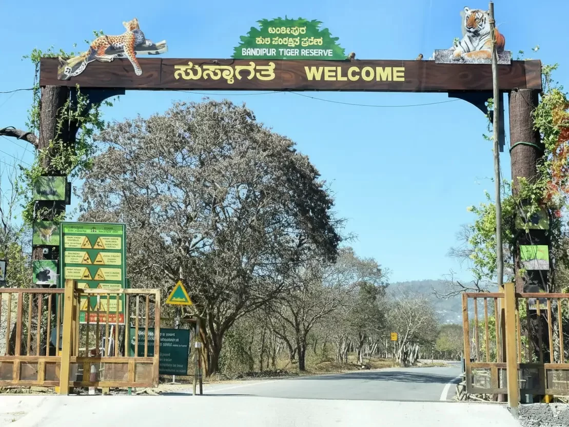 Bandipur National Park, renowned tiger reserve and wildlife sanctuary in Karnataka, part of Nilgiri Biosphere Reserve