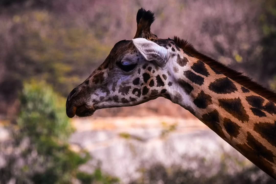 Bengaluru Karnataka at Bannerghatta National Park safari