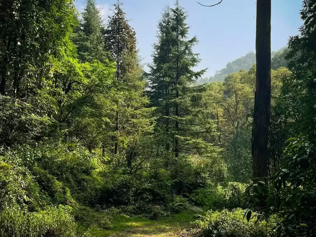 Benog Wildlife Sanctuary Mussoorie lush green forest trail with tall deodar trees and Himalayan foothills scenery