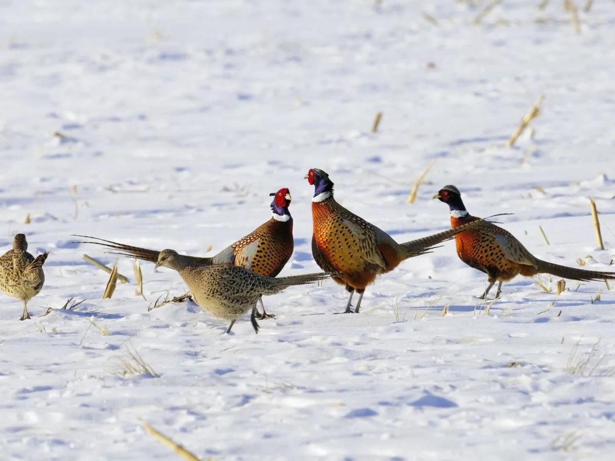 Vibrant peacocks at Bird Pheasantry Sarahan during winter snow, featuring colorful feathers, quail companions, frost grass, perfect wildlife Himachal Pradesh tour package.