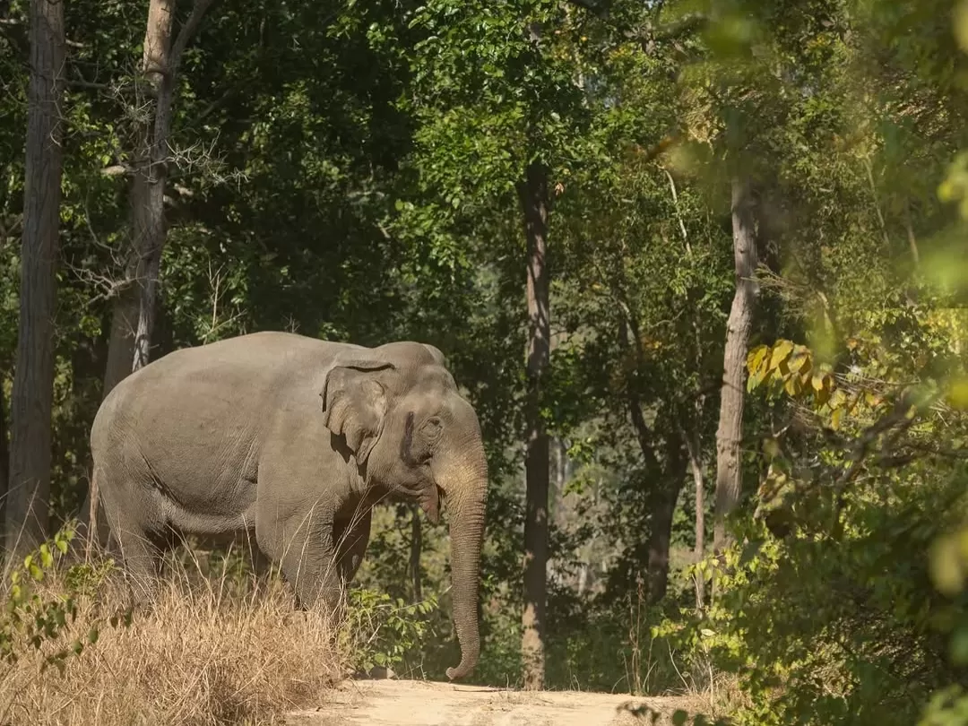Birjani Zone Jim Corbett National Park elephant safari wildlife sighting in dense forest Uttarakhand