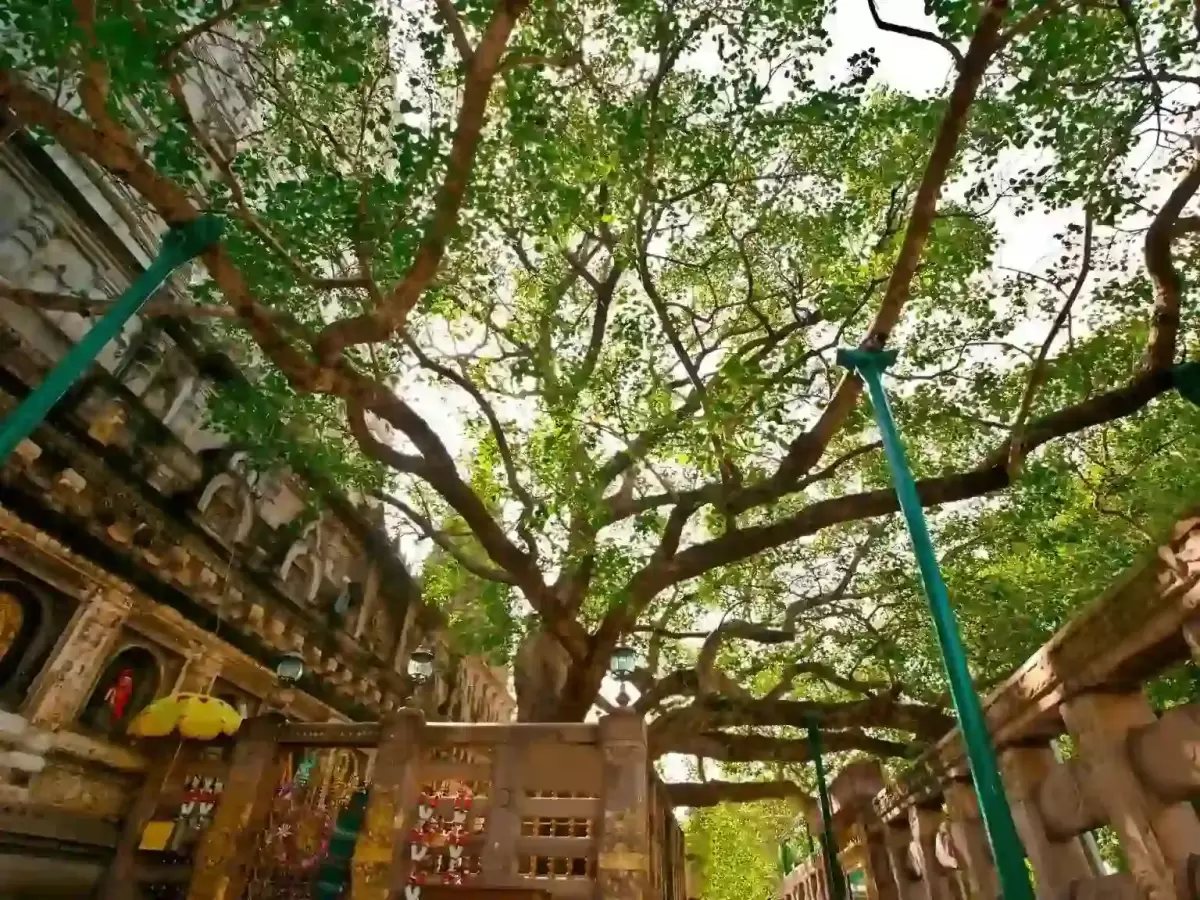 Bodhgaya Bodhi Tree, sacred Buddhist pilgrimage site where Lord Buddha attained enlightenment in Bihar India.