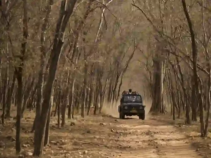 Buffer Zone Bandhavgarh jeep safari through dense forest trails in Madhya Pradesh tour packages