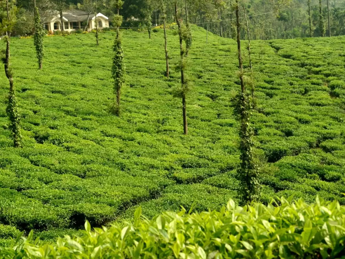 Coffee plantation in Coorg during sunny day, featuring lush green plants, silver oak trees, estate house, hills, perfect romantic experience Karnataka tour packages.