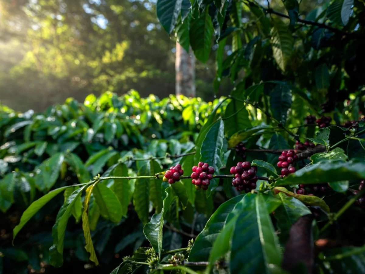 Coffee cherries ripening at Coorg plantation during golden hour, featuring red berries, green leaves, silver oak, sunlight, perfect romantic experience Karnataka tour packages.