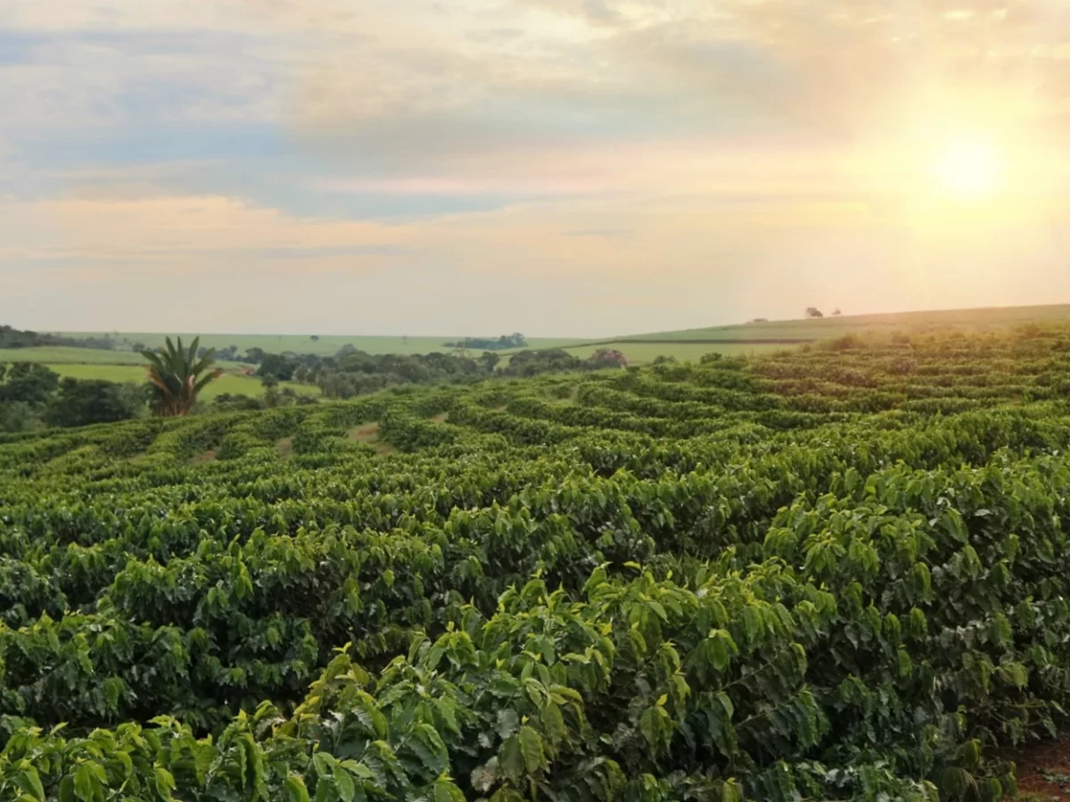Coffee plantation in Coorg during sunset, featuring rolling green hills, rows of plants, palms, golden light, perfect romantic experience Karnataka tour packages.