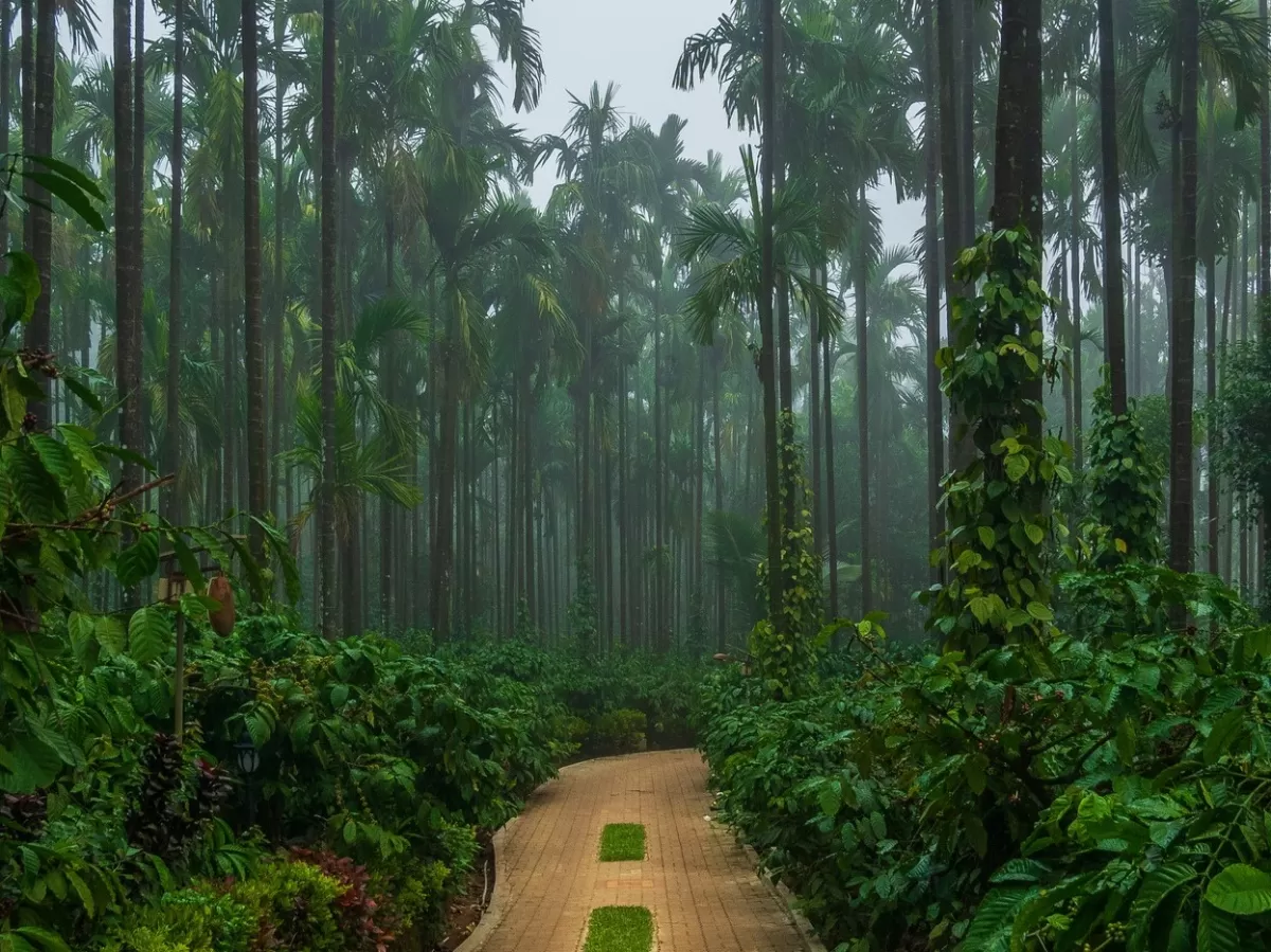 Coffee plantation path in Coorg during misty morning, featuring palm trees, vines, green undergrowth, brick trail, perfect adventure experience Karnataka tour packages.