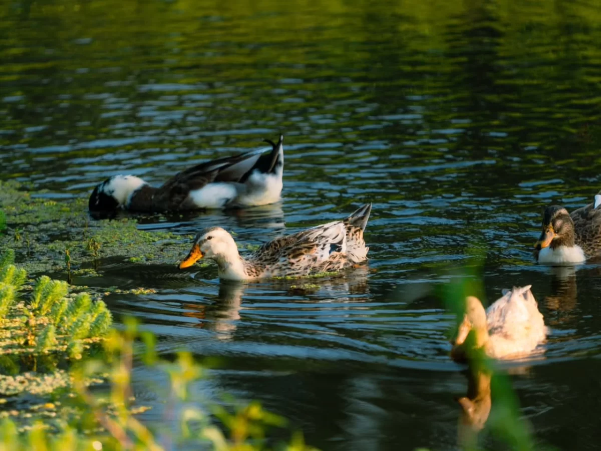 Dal Lake Srinagar Kashmir golden hour mallard ducks lily pads green water, white black ducks orange beaks serene houseboat backdrop, perfect Jammu Kashmir Dal Lake wildlife package.