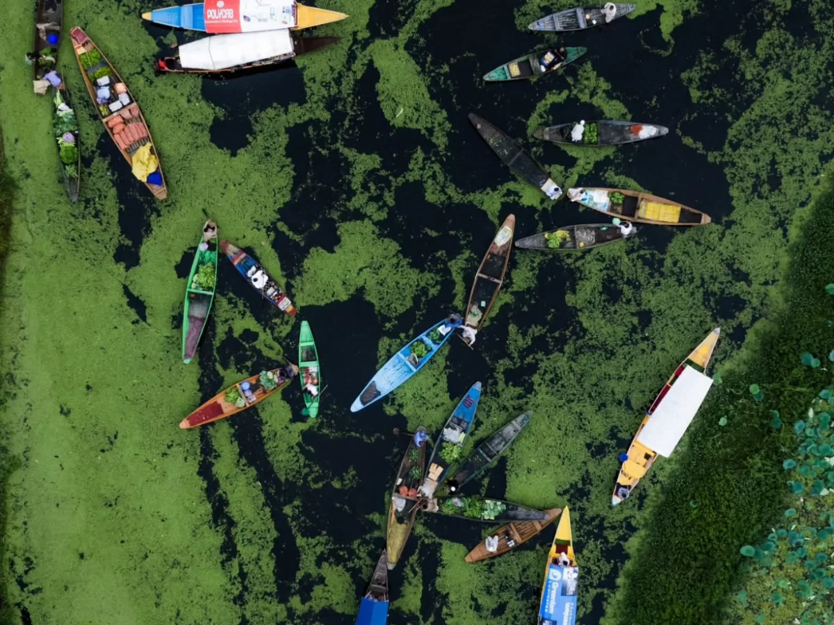 Dal Lake Srinagar Kashmir aerial colorful shikara boats lily pad waters, vibrant houseboats vendors green weeds houseboat reflections, perfect Jammu Kashmir Dal Lake shikara fleet package. 