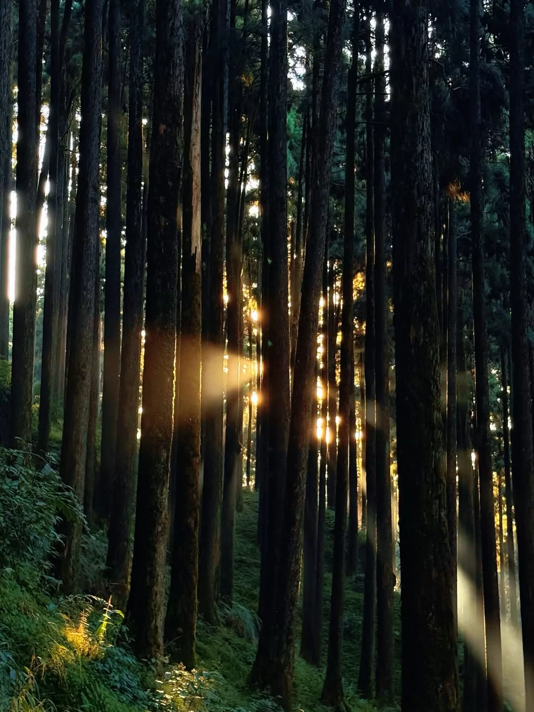 Sunlight streaming through tall pine trees in a serene forest landscape in Darjeeling, a peaceful natural escape featured in West Bengal tour packages.