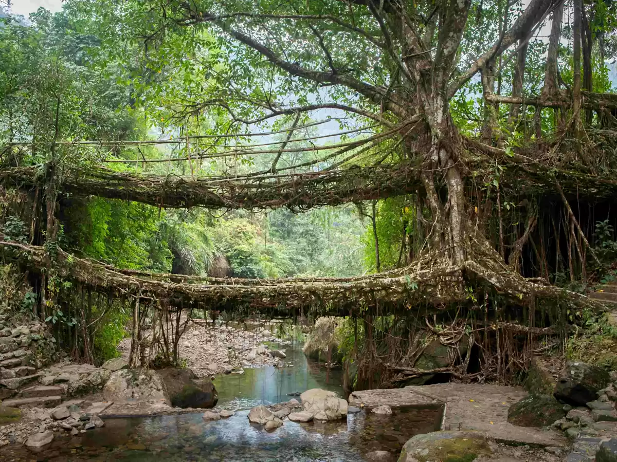 Double Decker Living Root Bridge Cherrapunji during daytime, featuring layered woven root bridges rainforest trees river stream rocks path, perfect trekking cultural adventure Cherrapunji Meghalaya tour package.