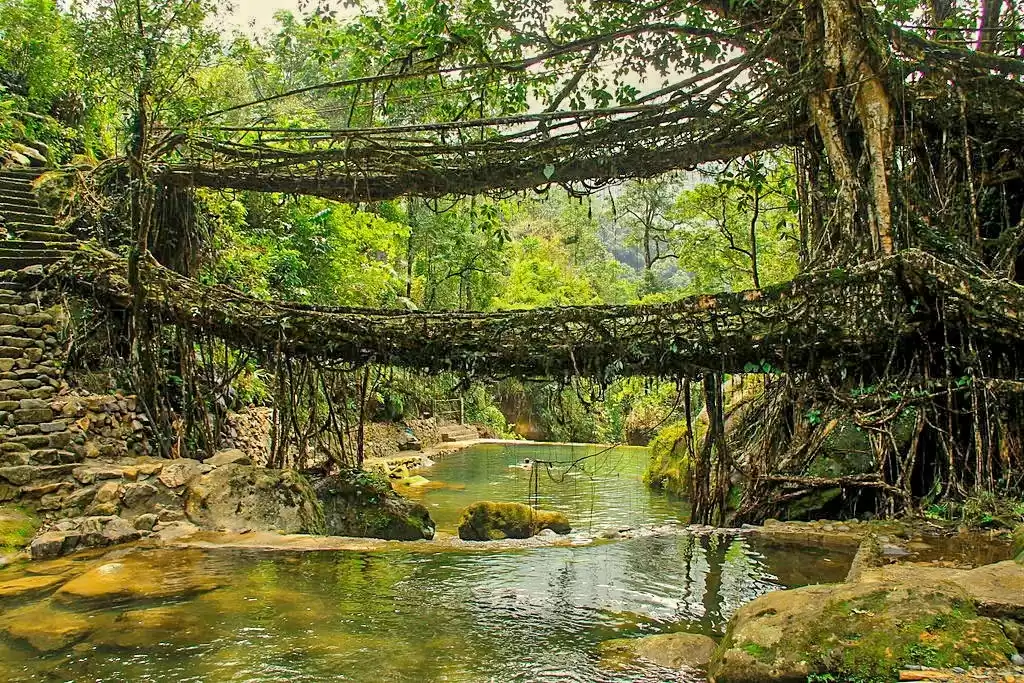 Double Decker Living Root Bridge in Meghalaya, unique natural bridge formed from intertwined tree roots over stream.