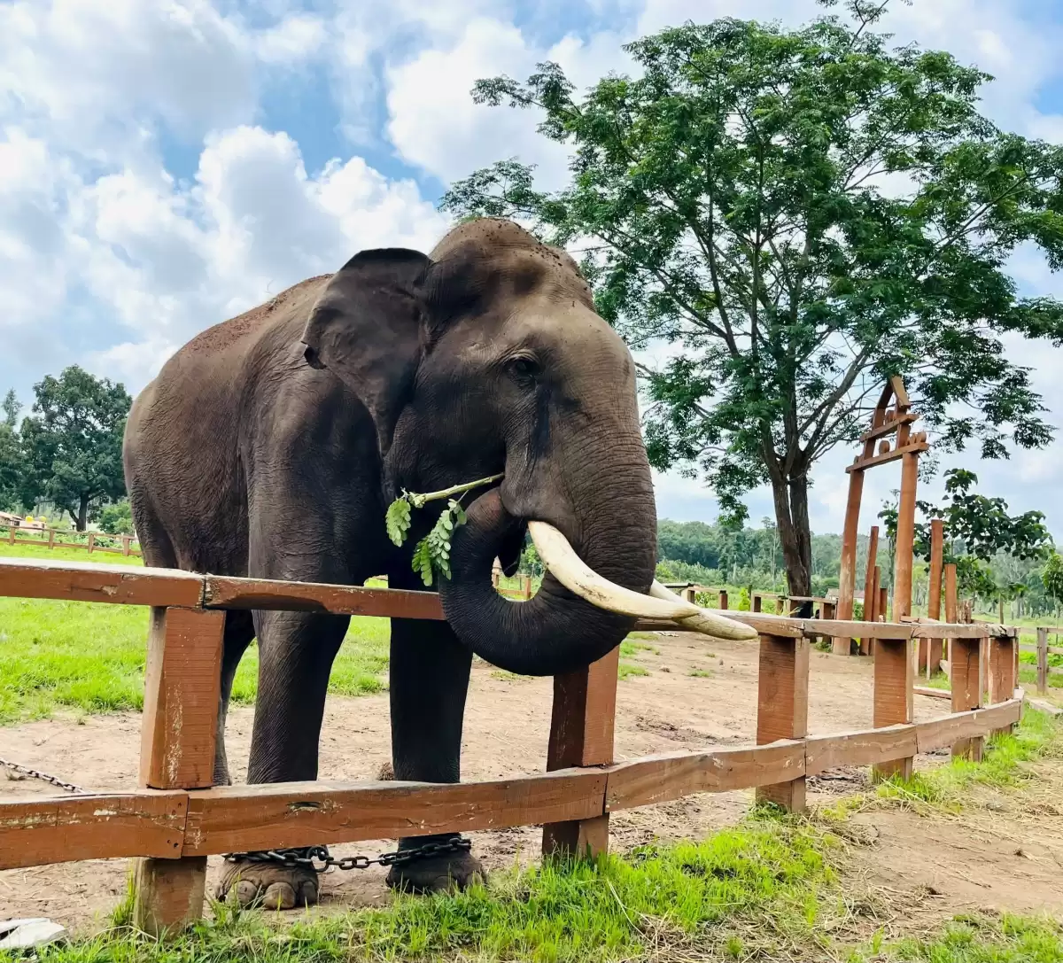 Elephant feeding at Dubare Elephant Camp Coorg during sunny day, featuring tusker eating leaves, wooden fence, trees, perfect adventure experience Karnataka tour packages.