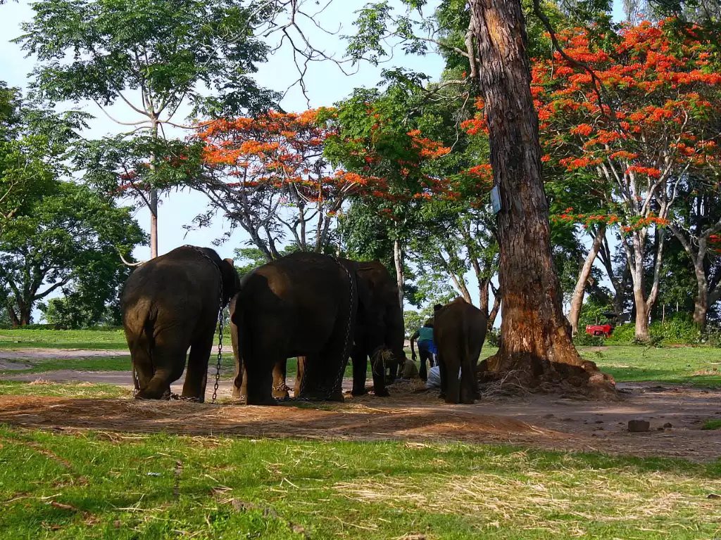 Elephants walking at Dubare Elephant Camp Coorg during sunny day, featuring chained herd, trainer, flame trees, forests, perfect adventure experience Karnataka tour packages.