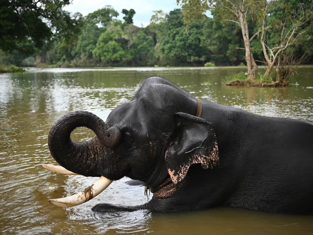 Elephant bathing at Dubare Elephant Camp Coorg during sunny day, featuring tusker in river, forests, Cauvery water, perfect adventure experience Karnataka tour packages.
