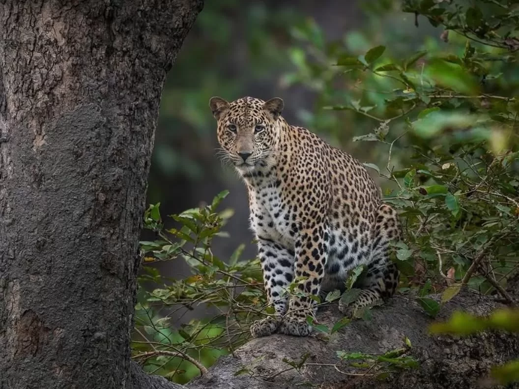 Dudhwa National Park leopard in dense forest habitat, wildlife safari destination in Uttar Pradesh