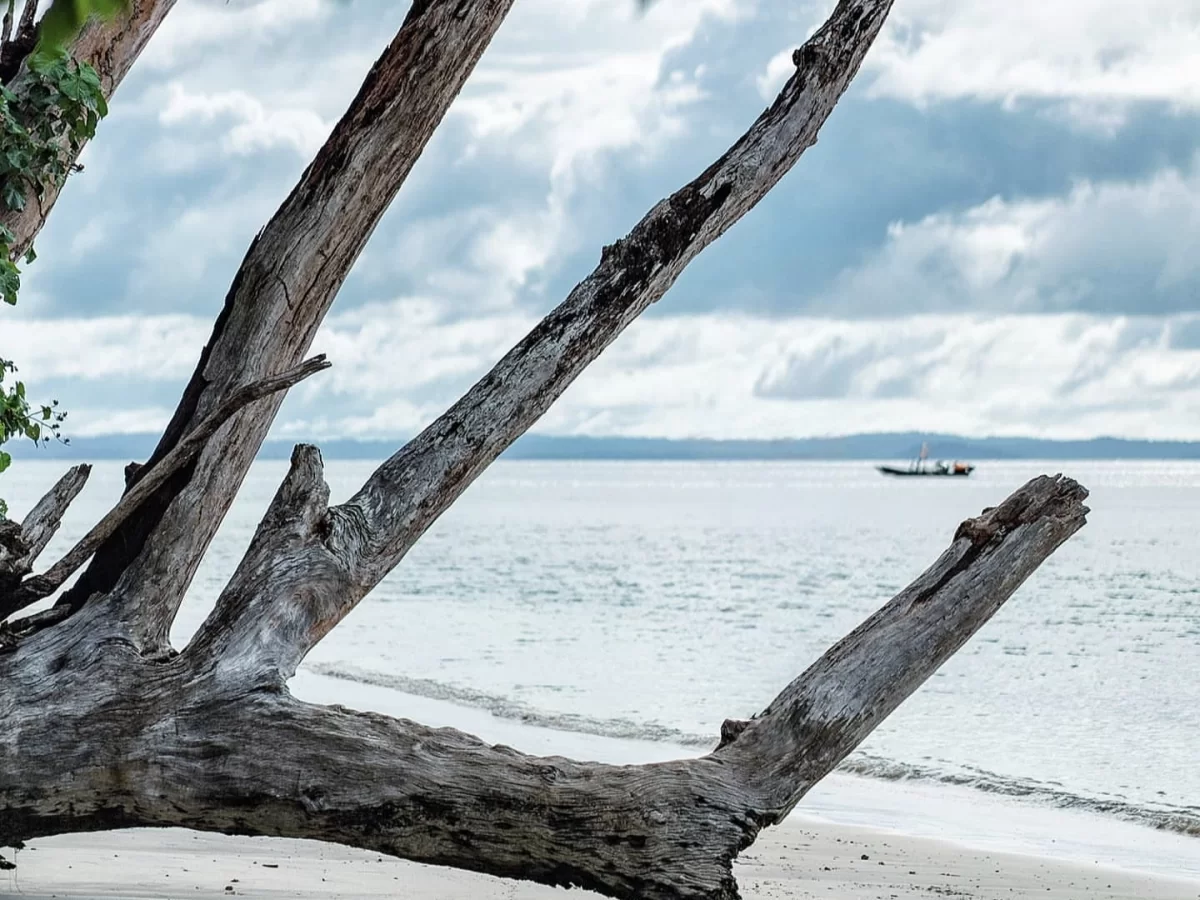 Striking driftwood branches framing distant boat calm turquoise sea Elephanta Beach Havelock Island Andaman during overcast partly cloudy day, perfect moody natural composition tropical beach Andaman tour package.