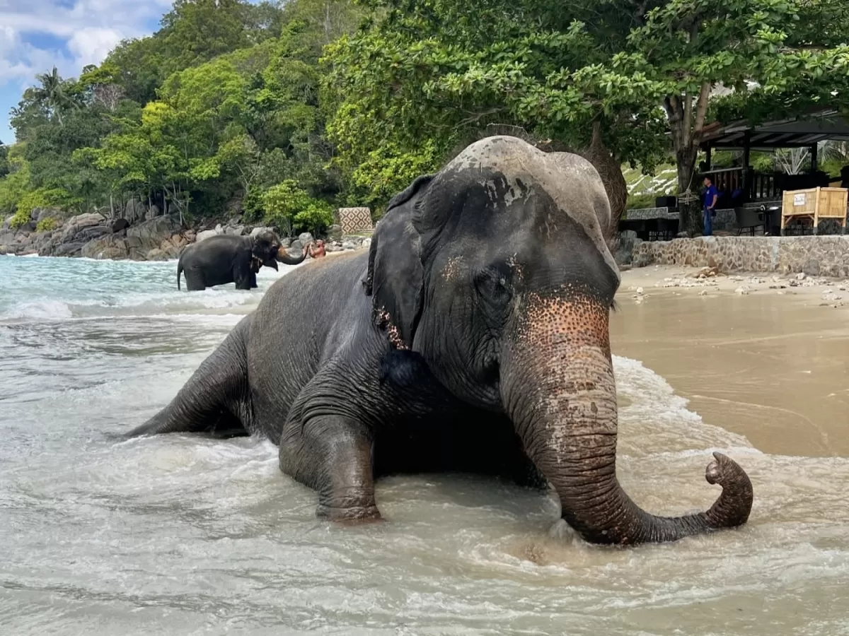 Elephants bathing turquoise shallows Elephanta Beach Havelock Island Andaman during sunny partly cloudy day, featuring jungle backdrop onlookers beach shack, perfect unique wildlife beach Andaman tour package.