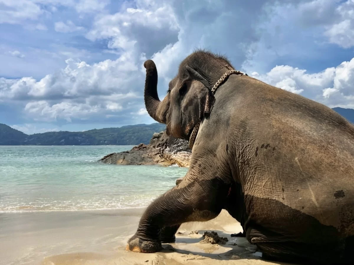 Elephant relaxing on sands at Elephanta Beach, Havelock Island Andaman during partly cloudy tropical day, featuring turquoise lagoon rocky islands distant mountains, perfect beach wildlife adventure Andaman tour package
