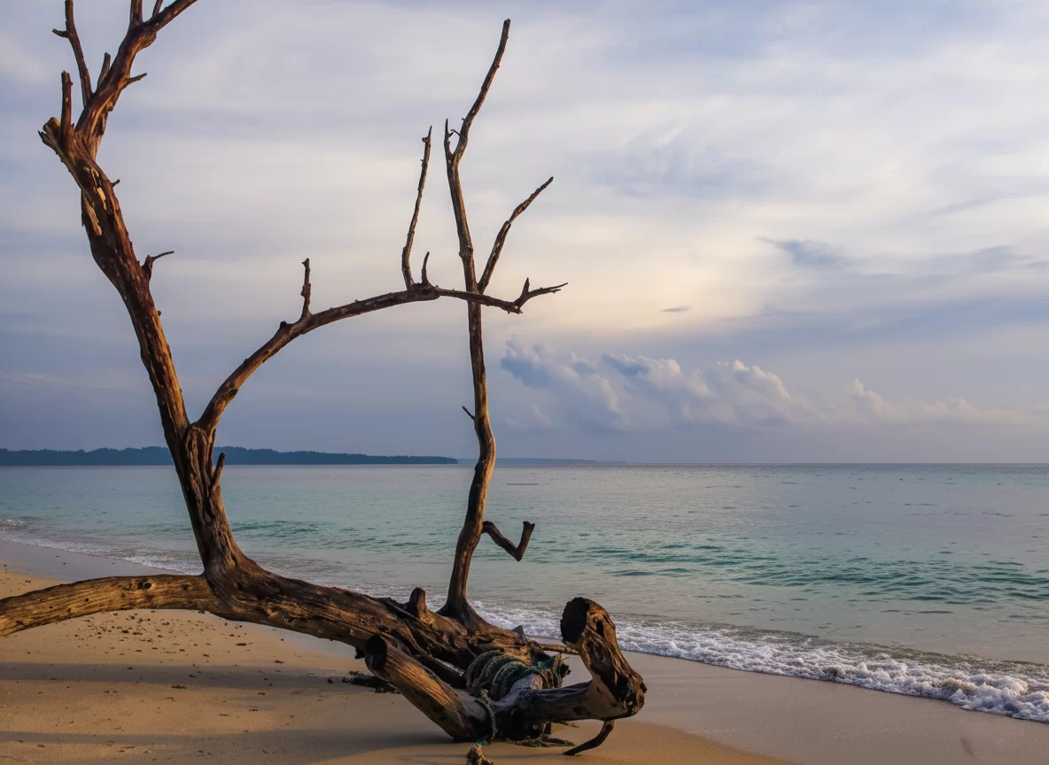 Striking driftwood silhouettes sunset turquoise waters at Elephanta Beach Havelock Island Andaman during golden hour cloudy sky, perfect dramatic tropical beach Andaman tour package.