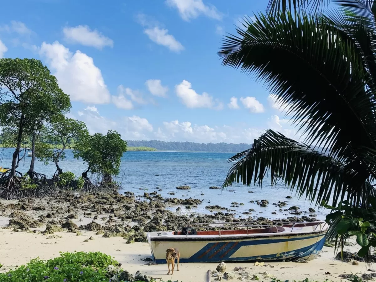 Traditional fishing boat dog foreground mangroves palms turquoise bay at Elephanta Beach Havelock Island Andaman during sunny partly cloudy day, perfect rustic tropical beach Andaman tour package.