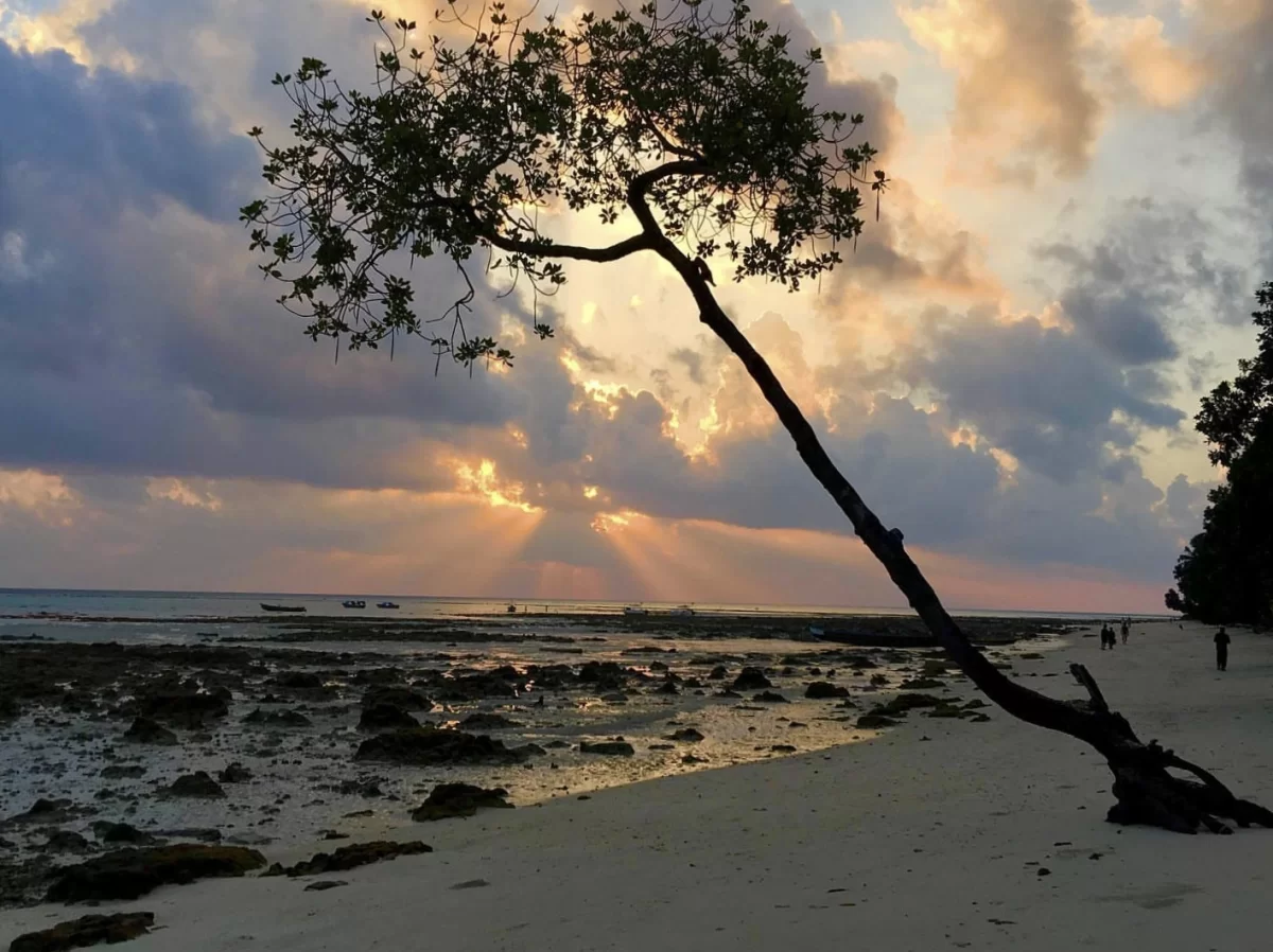 Leaning tree golden sunset turquoise lagoon distant boats at Elephanta Beach Havelock Island Andaman during dramatic cloudy dusk, perfect silhouette tropical beach Andaman tour package.