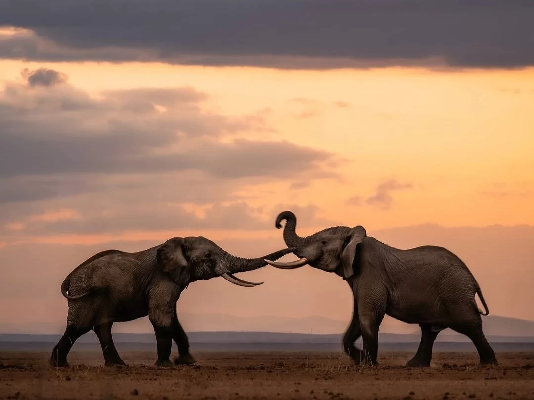 Elephant Camp in Kerala, wildlife experience with elephants in natural forest setting at sunset.