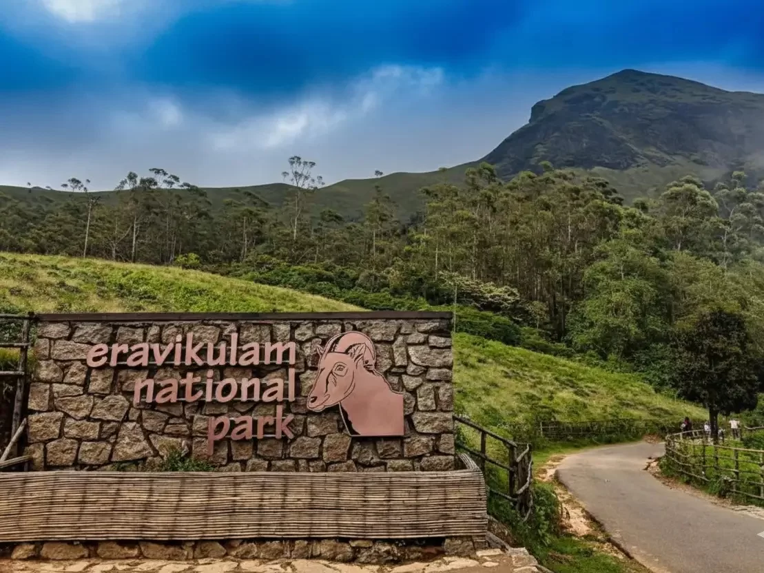 Eravikulam National Park in Munnar, scenic Western Ghats wildlife sanctuary and Nilgiri Tahr habitat.