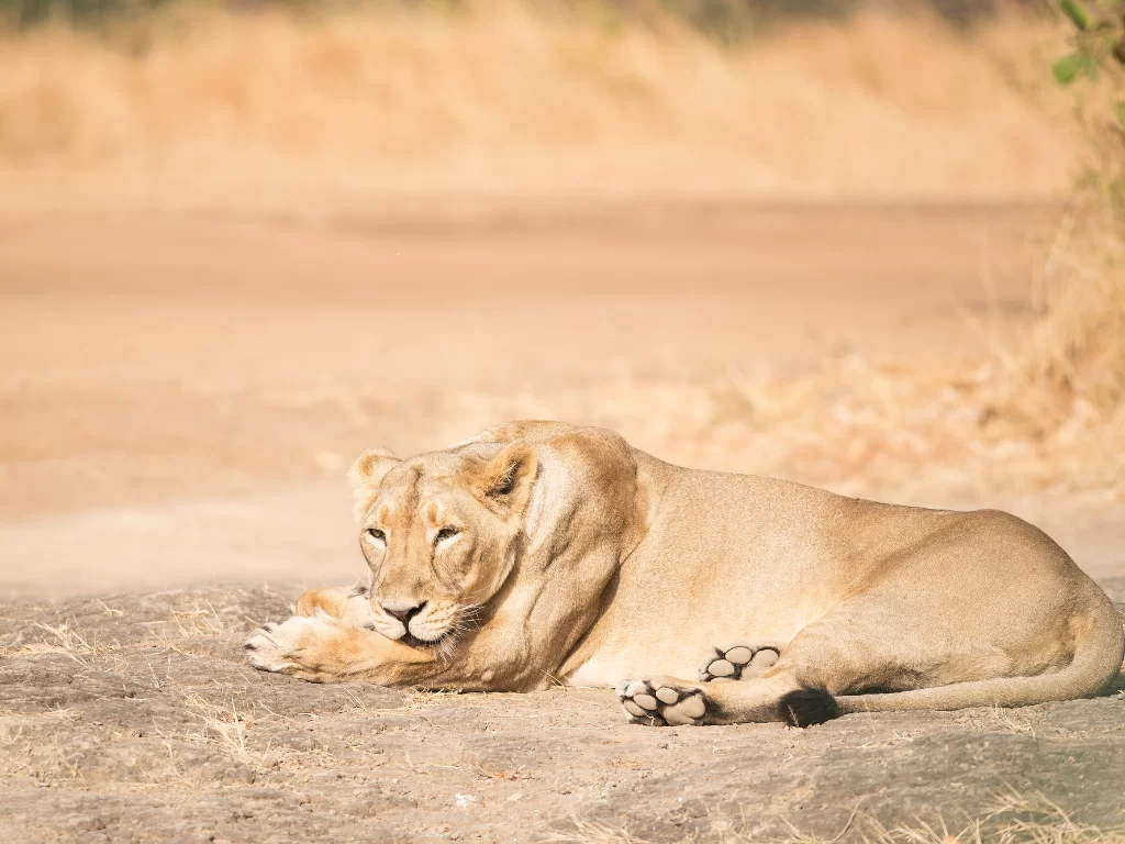 Asiatic lion at Gir National Park during clear day, featuring resting pose on arid terrain with grass, perfect wildlife safari experience with Gujarat tour packages.