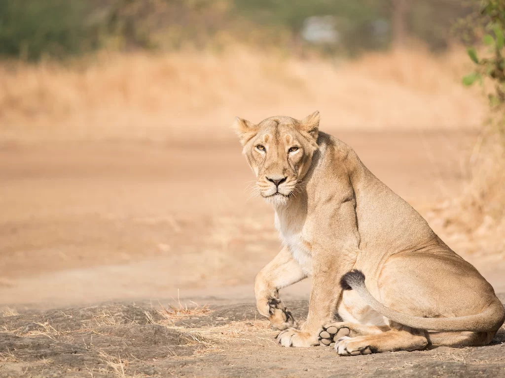 Asiatic lion at Gir National Park during clear day, featuring sitting pose on arid terrain with grass, perfect wildlife safari experience with Gujarat tour packages.
