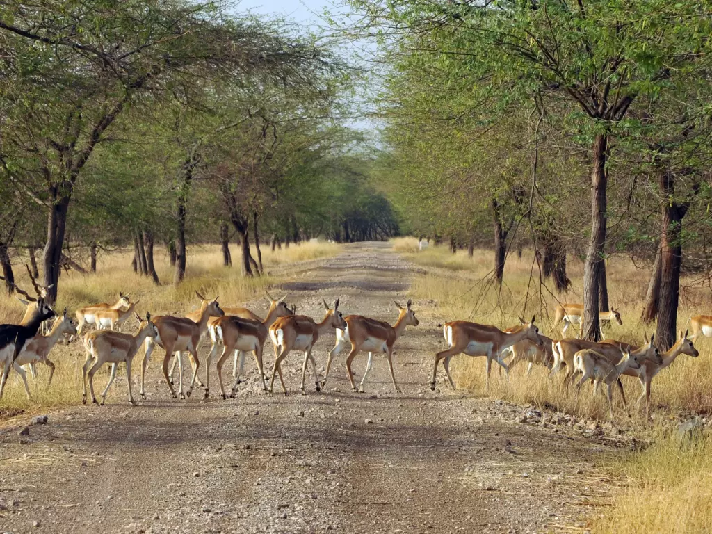 Gir National Park chital herd crossing safari track amid acacia avenue dry deciduous forest, vibrant wildlife scene perfect for Gujarat tour packages.